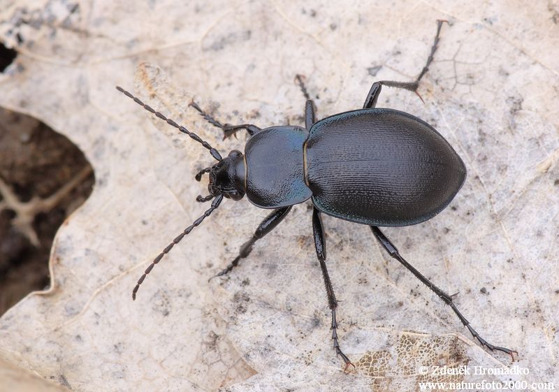 střevlík vypouklý, Carabus convexus, Carabidae, Carabinae (Brouci, Coleoptera)